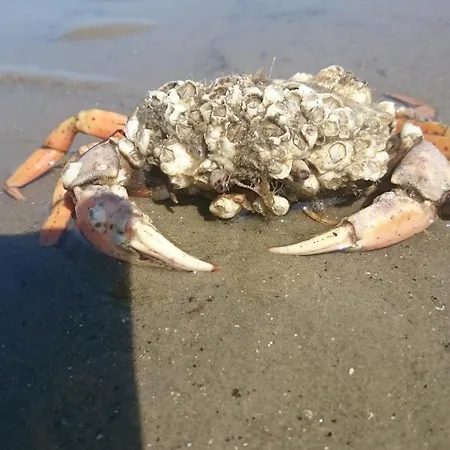 Апартаменты Strandnahe Haus Sonneneck 2 Куксхафен